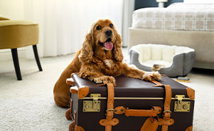 Hoteles con mascotas